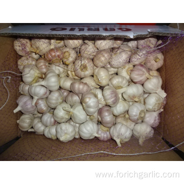 2019 New Crop Fresh Garlic